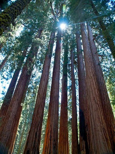 Sequoia & Kings Canyon National Parks – How Big Can a Tree Get?