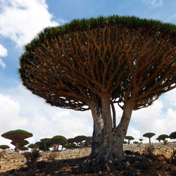 Travel to the Island of Socotra and Yemen – Episode 403