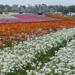 Visit the Flower Fields in Carlsbad, California