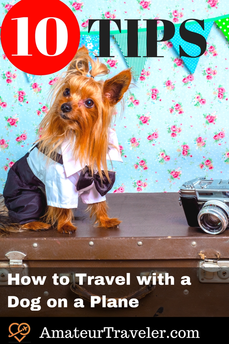 10 Tips for How to Travel with a Dog on a Plane