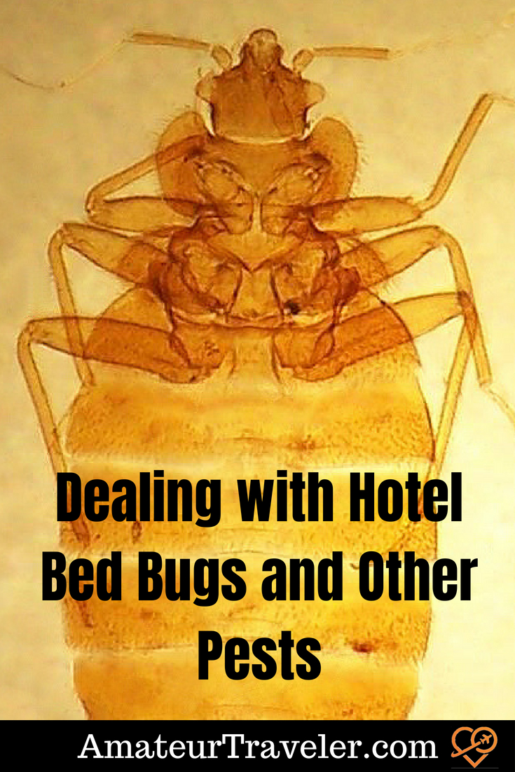Dealing with Hotel Bed Bugs and Other Pests #travel