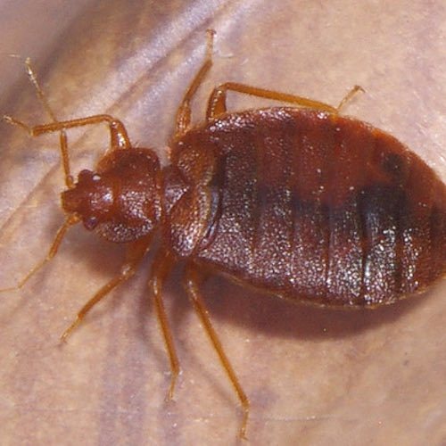 Dealing with Hotel Bed Bugs and Other Pests