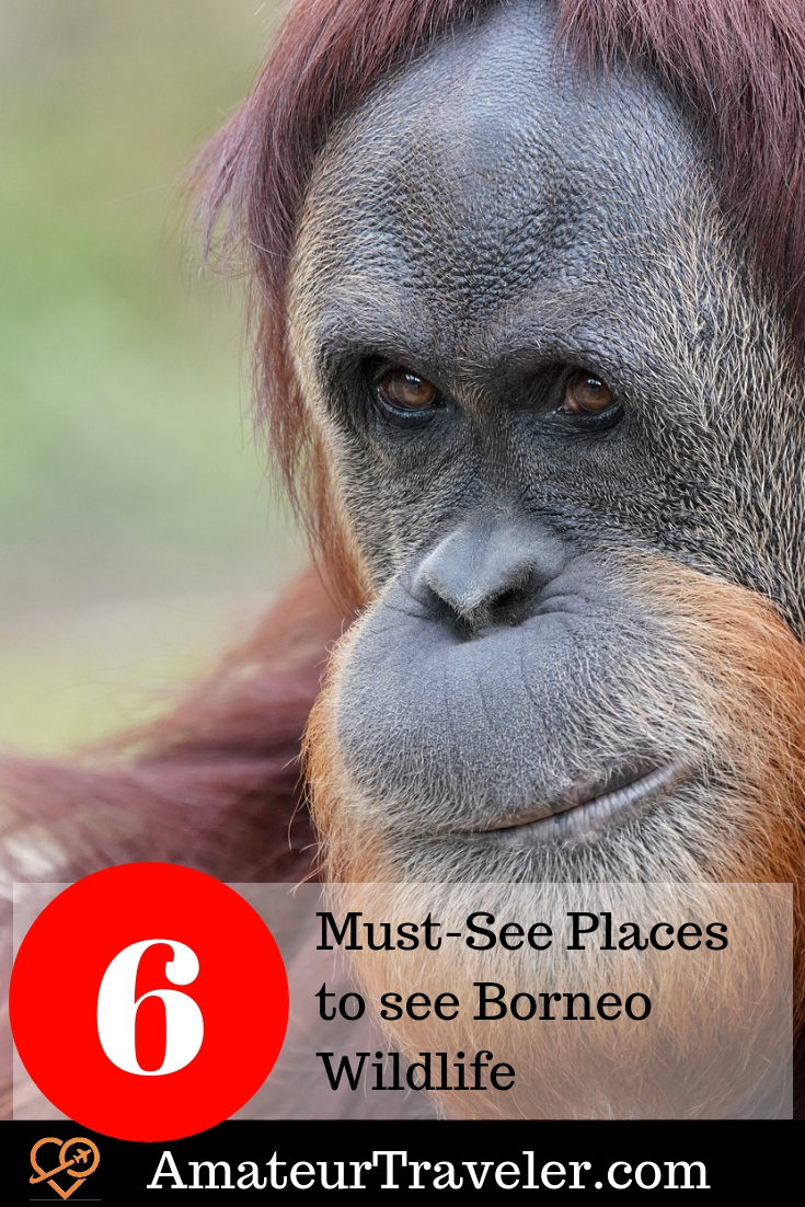 6 Must-See Places to see Borneo Wildlife #broneo #travel #wildlife #indonesia