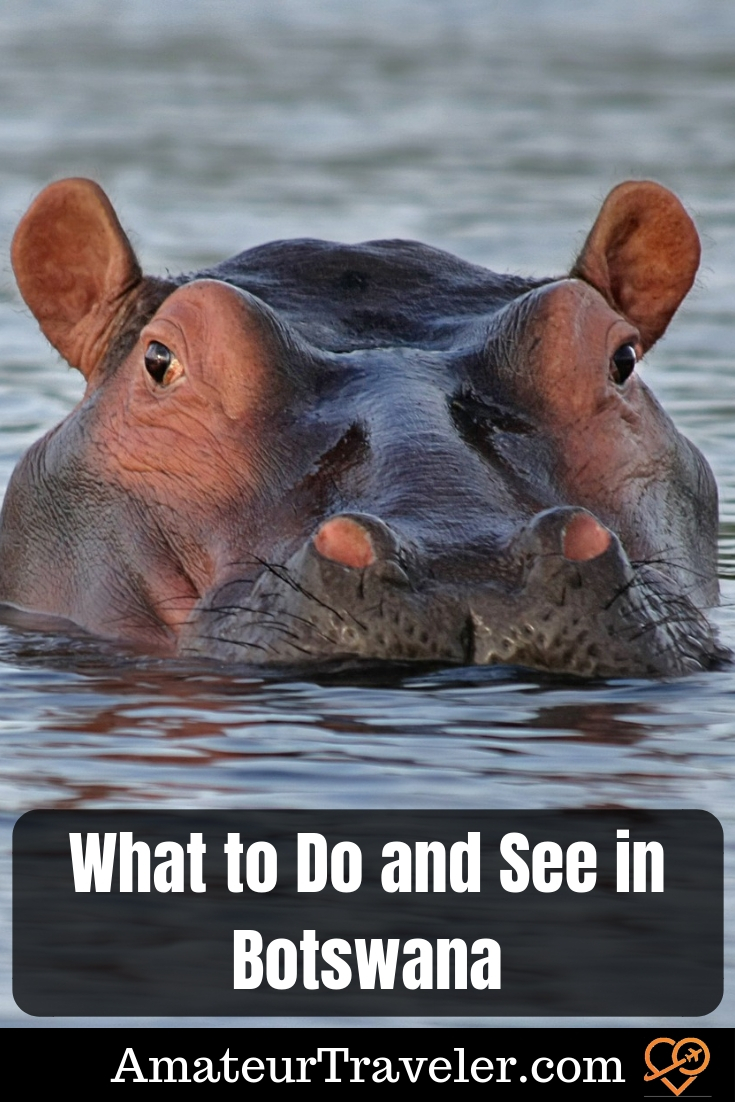 What to Do and See in Botswana #travel #safari #wildlife #botswana #africa