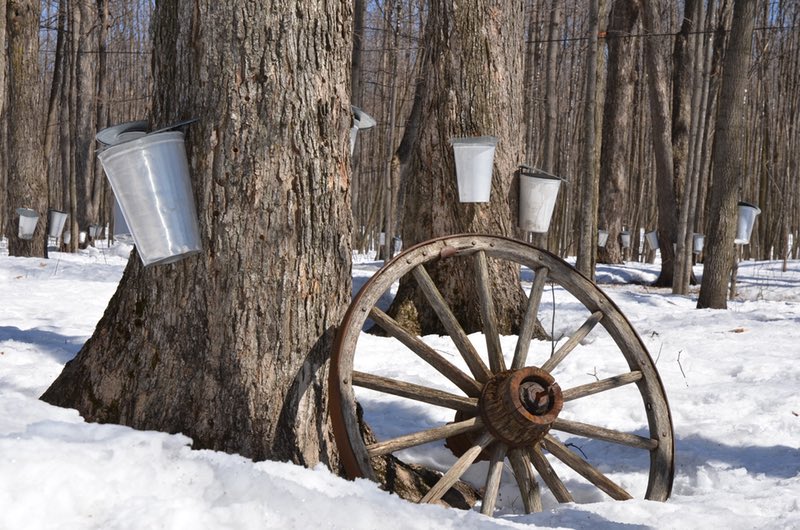 Maple Syrup Trees