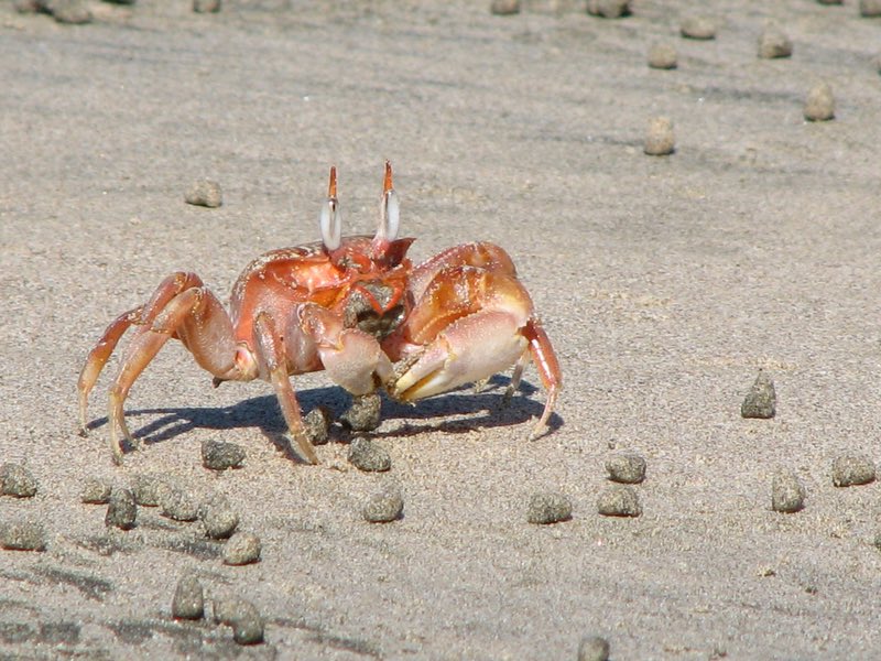 crabs on the beach
