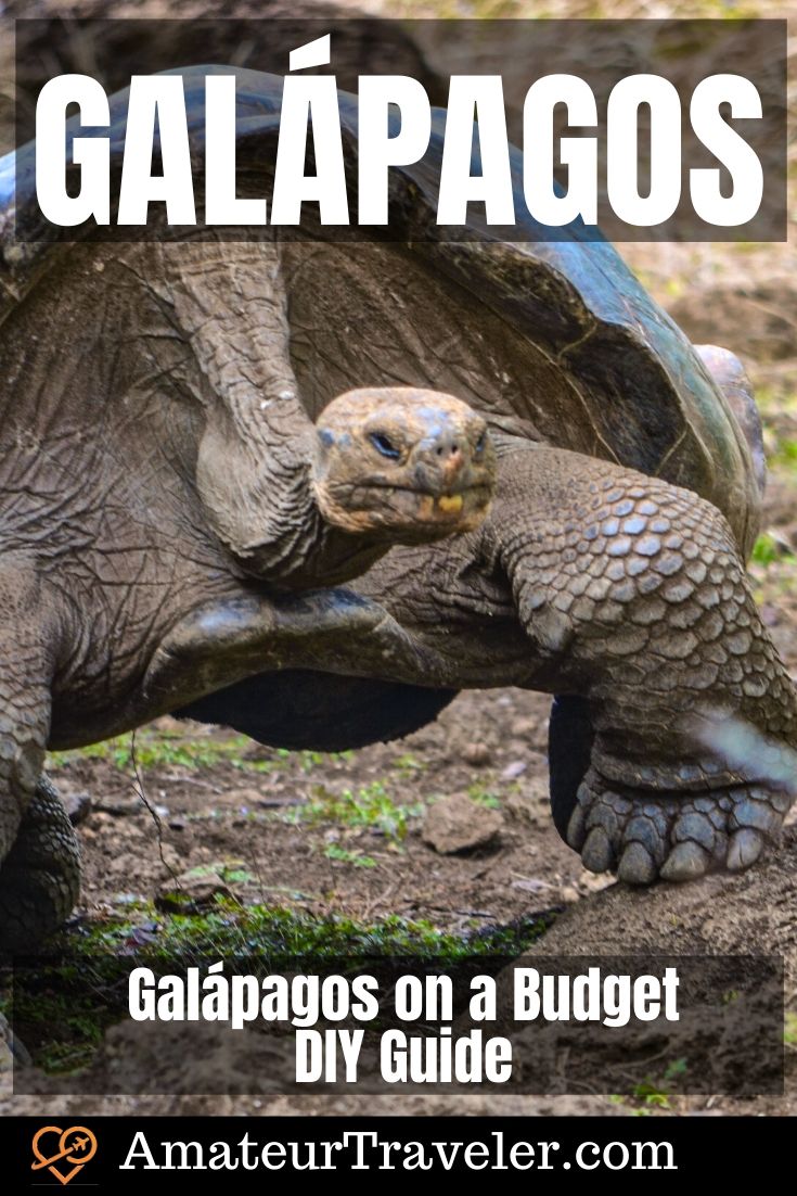 Galápagos on a Budget - DIY Guide | What to do in the Galapagos | Where to go in the Galapagos #travel #trip #vacation #galapagos #budget 