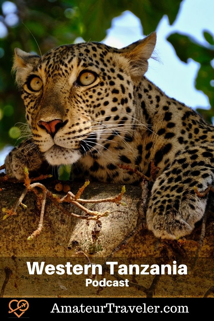 Voyage à l'ouest de la Tanzanie |  Safari en Tanzanie |  Parc national de Katavi (Podcast) |  Parc national des monts Mahale #tanzanie #chimpanzé #chimpanzé #safari #voyage #voyage #vacances #afrique