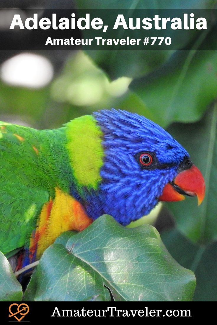 Rainbow lorikeet - Places to Visit in South Australias (Podcast) | Things to do in Adelaide #australia #south-australia #wine #things-to-do-in #adelaide #places #travel #trip #vacation #holiday