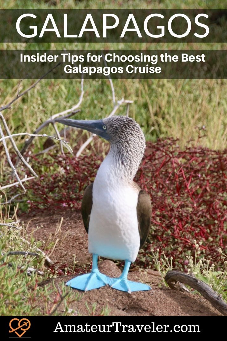 Insider Tips for Choosing the Best Galapagos Cruise #galapagos #ecuador #cruise #travel #trip #vacation