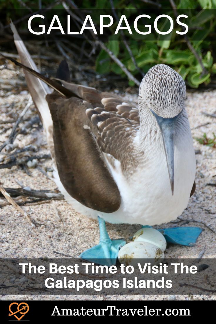 Best Time To Visit The Galapagos Islands #galapagos #things to do #travel #holiday #trip #holiday