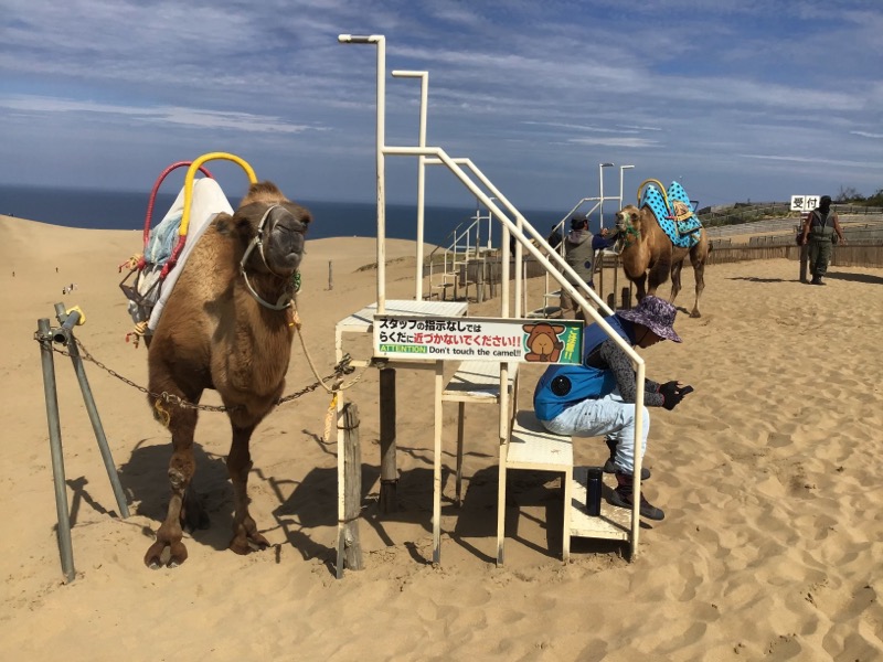 Camel Ride in Tottori