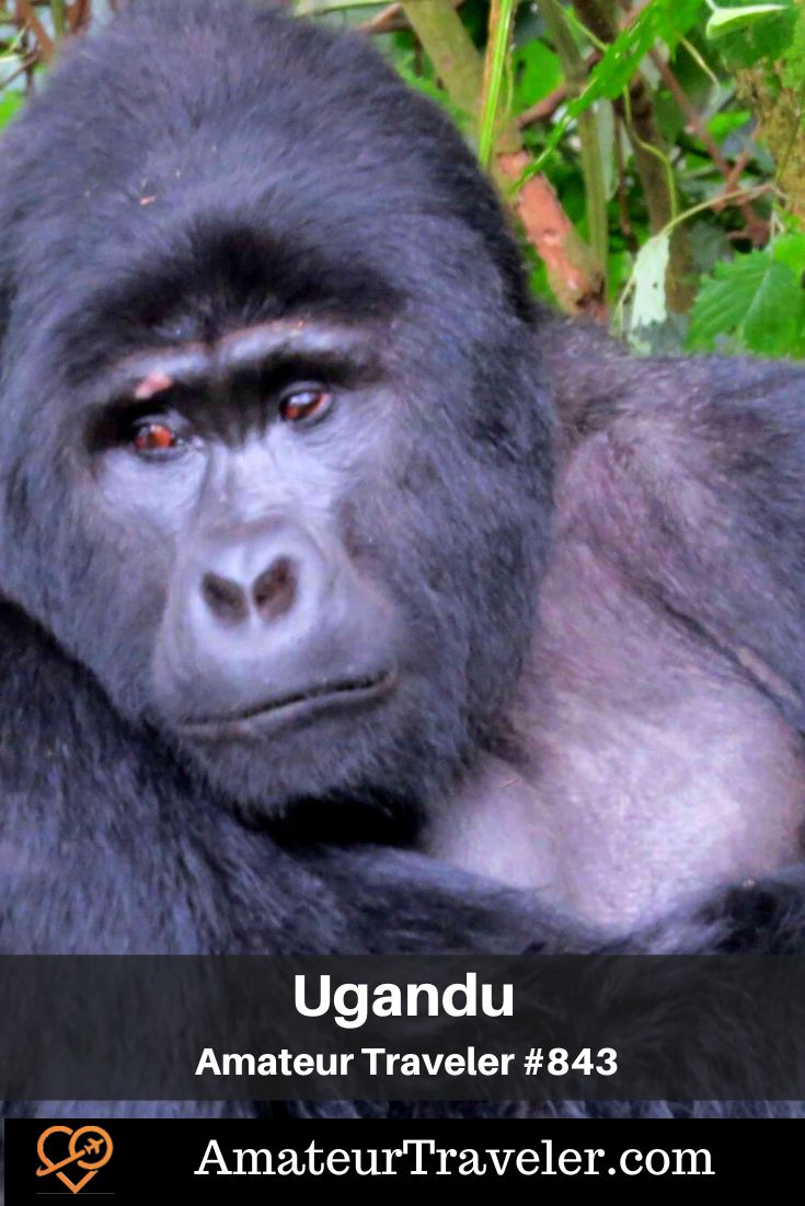 Uganda Safari (Podcast) | Things to do in Uganda #uganda #safari #gorila #chimpanze #travel #vacation #trip #holiday