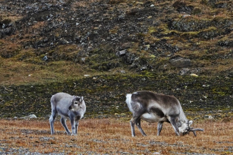 Svalbard Reindeer in Longyearbyen