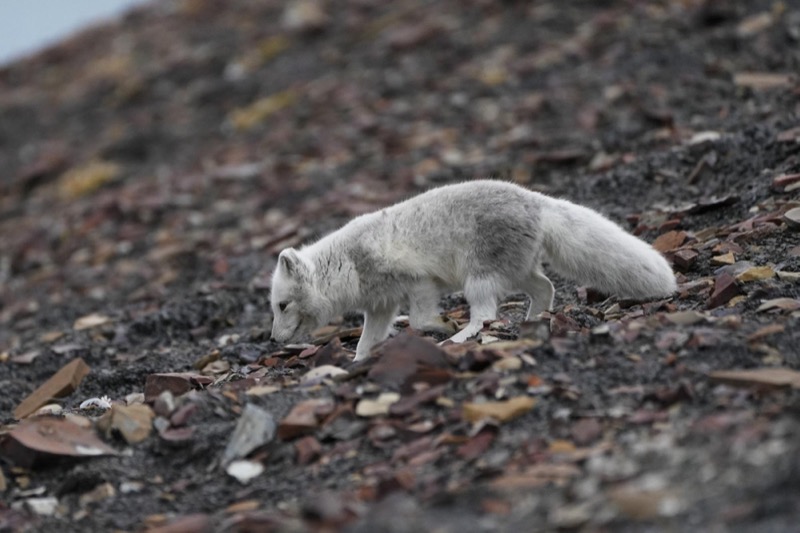 Arctic Fox winter coat