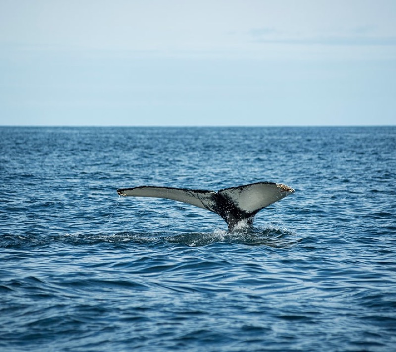 Whale watching off the coast of Punta Arenas in the Magellan Strait