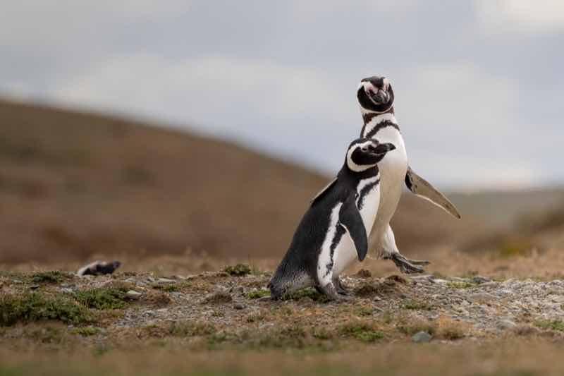 Two Magellanic penguins on Magdalena Island.