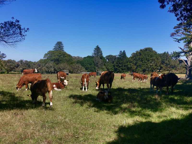 Cornwall Park