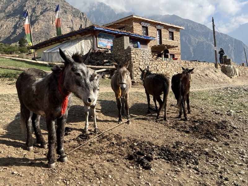 Ringmo village in Phoksundo Dolpo