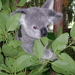 australia-koala
