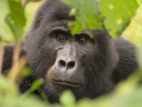 Mountain Gorillas in Uganda and Rwanda – Episode 80