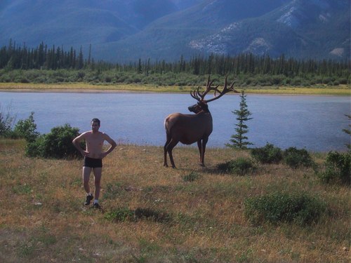 stupid-tourist-and-elk